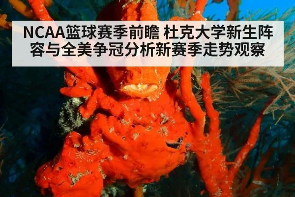 NCAA篮球赛季前瞻 杜克大学新生阵容与全美争冠分析新赛季走势观察